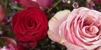 A recent customer survey created by Bloom & Wild reveals that this Valentine’s Day 50 per cent of surveyed participants either will or would like to send a brightly coloured bouquet instead of red roses.