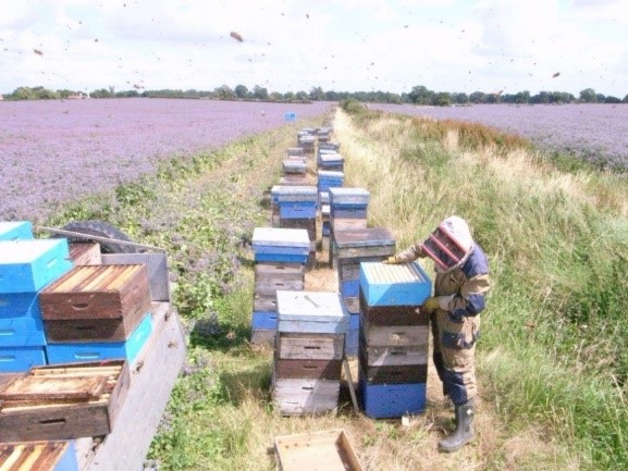 M&S Food new campaign spotlighting sustainable farmers bee bees blog stuart machin