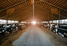 How common is animal cruelty in retail supply chains?