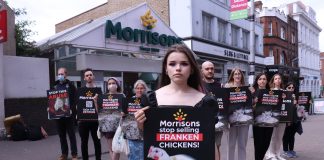 Dozens of Morrisons stores face protests over chicken welfare