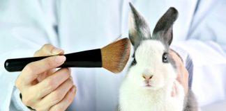 Experts react to the news that the UK could lift the current ban on animal testing within cosmetics and what this could mean.
