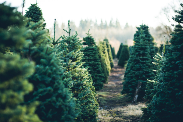 Supermarket expects early rush for real Christmas trees as demand spikes