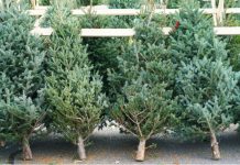Retailers offload Christmas trees for £1 or less to entice Brits Christmas trees