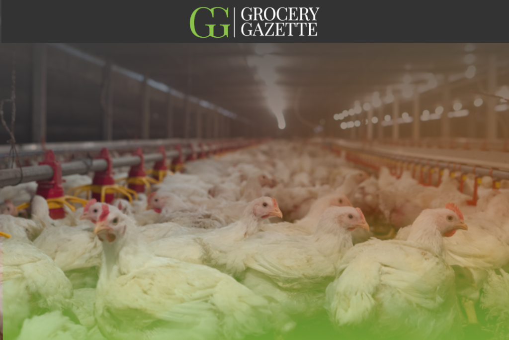 Chickens in intensive farming situation