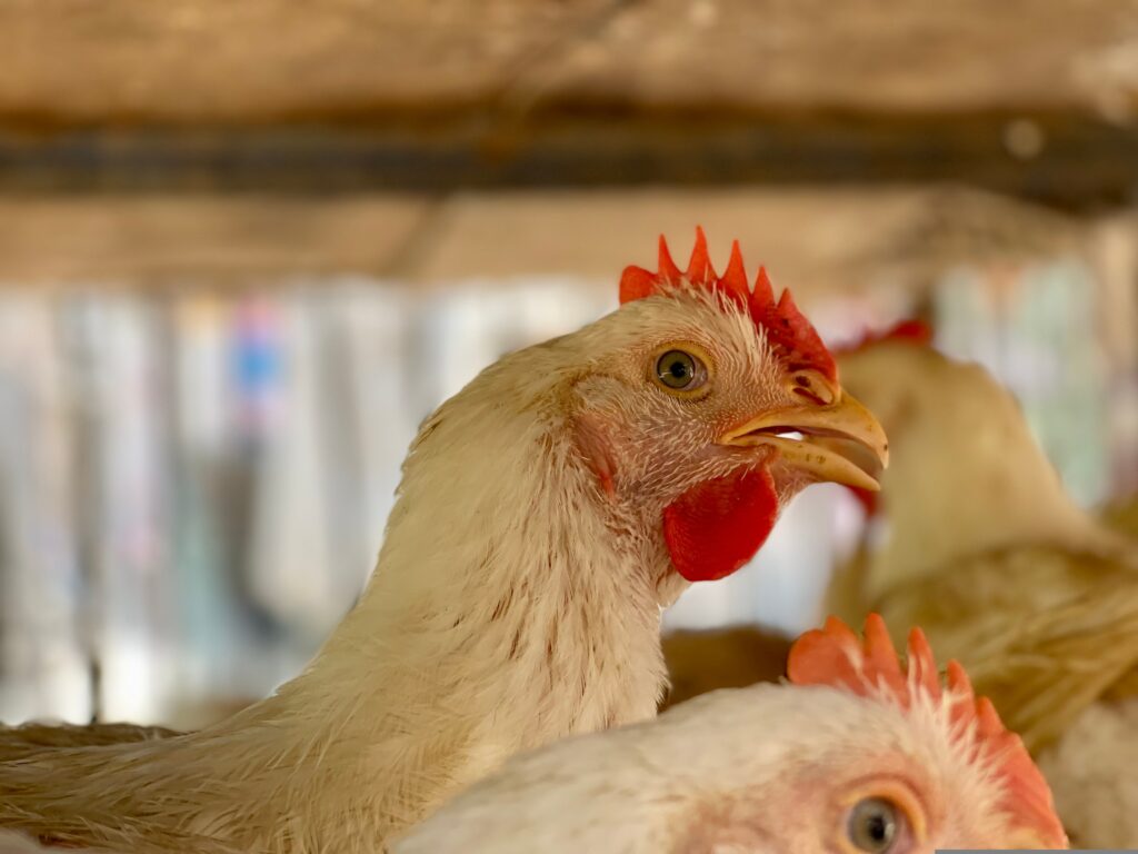 A court case to consider whether UK supermarkets should be allowed to sell fast growing 'franken-chickens' has taken place today (May 3) and will continue tomorrow (May 4).