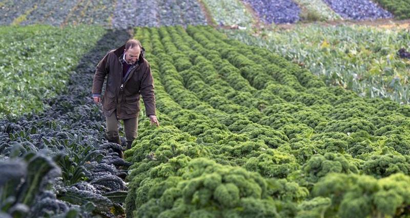 Supermarkets/Buy British