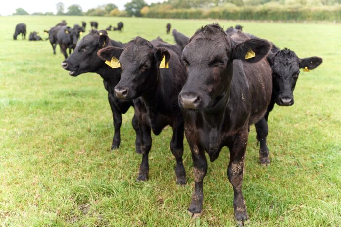 Sainsbury's beef cattle