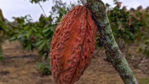 Ferrero: UK policy delays risk stalling cocoa supply chain reform as Easter demand peaks