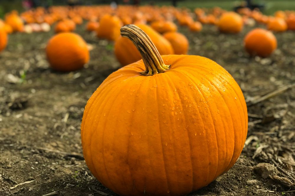 pumpkin